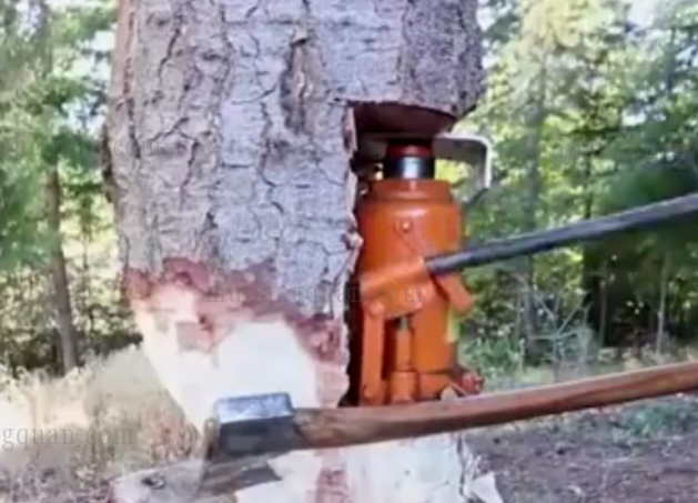 千斤頂伐樹(shù)